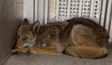 Pittsburgh coyote gets wedged between alley walls before being released in the woods