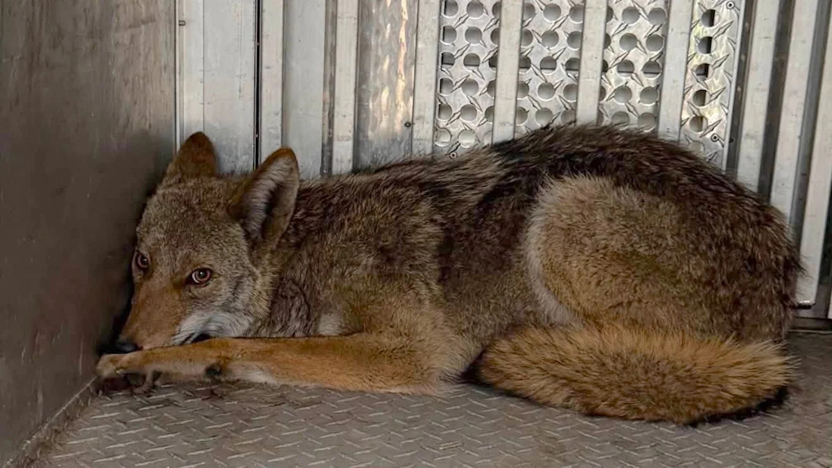 Pittsburgh coyote gets wedged between alley walls before being released in the woods