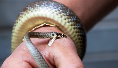 In Pennsylvania, a snake bite stopped an alleged kidnapping, police say