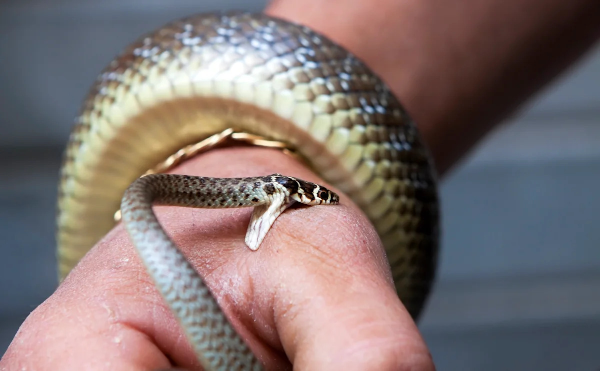 In Pennsylvania, a snake bite stopped an alleged kidnapping, police say
