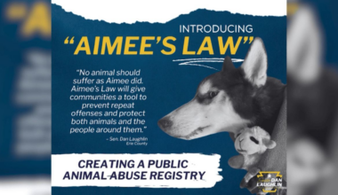 Aimee’s Law advances toward Pennsylvania Senate after committee vote