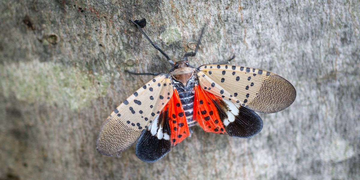 AG Sunday sues Idaho man over alleged spotted lanternfly scam