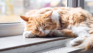 Upcoming ‘Cat Walk’ event offers a guided tour of West Philly’s housecats