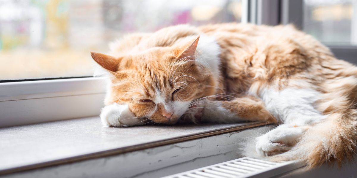 Upcoming ‘Cat Walk’ event offers a guided tour of West Philly’s housecats