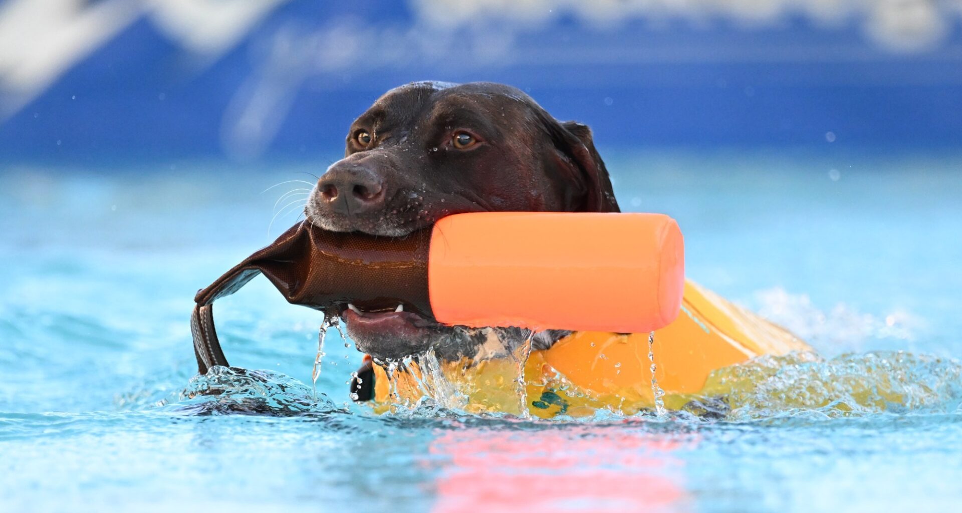 New pet store to open at Promenade Saucon Valley