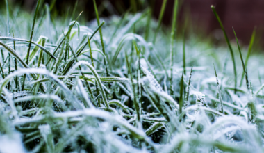 First frost advisory of the season issued for Erie County