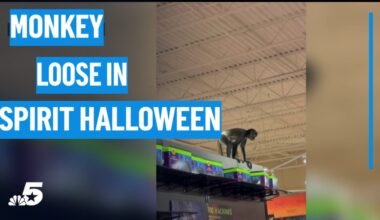Monkey on the loose surprises shoppers at Halloween store in Plano – NBC 5 Dallas-Fort Worth