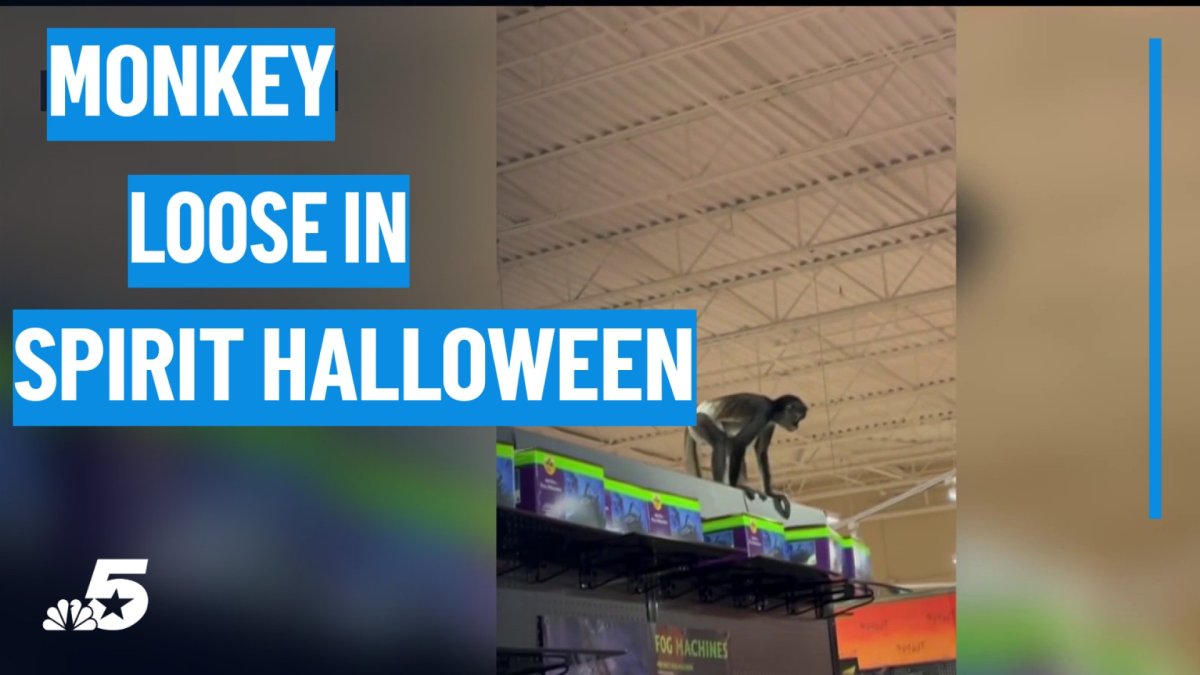 Monkey on the loose surprises shoppers at Halloween store in Plano – NBC 5 Dallas-Fort Worth