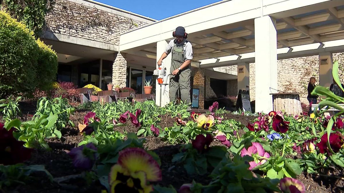 Step into serenity at the Fort Worth Botanic Garden Japanese festival – NBC 5 Dallas-Fort Worth