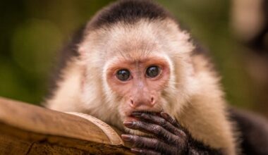 Capuchin monkey resting on a branch