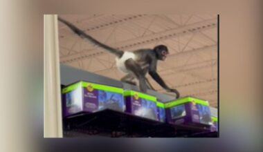 Diapered Monkey Escapes In Plano Spirit Halloween