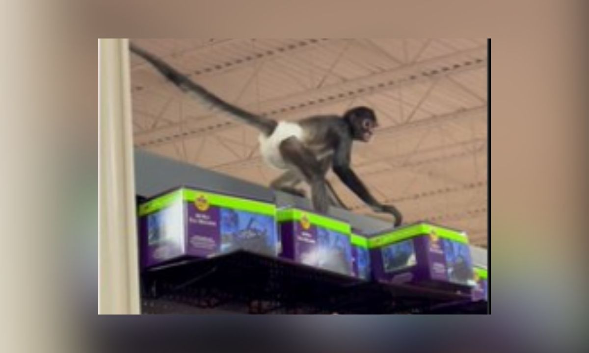 Diapered Monkey Escapes In Plano Spirit Halloween