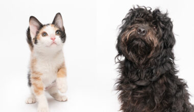 Fur Friday: Carnelian and Louie lead another week of HSNT tail-wagging adoptions