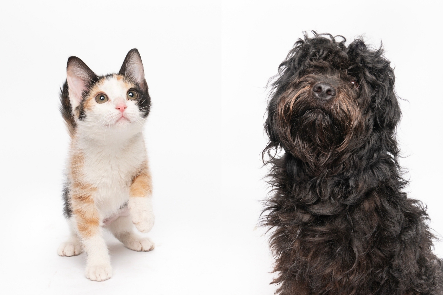 Fur Friday: Carnelian and Louie lead another week of HSNT tail-wagging adoptions