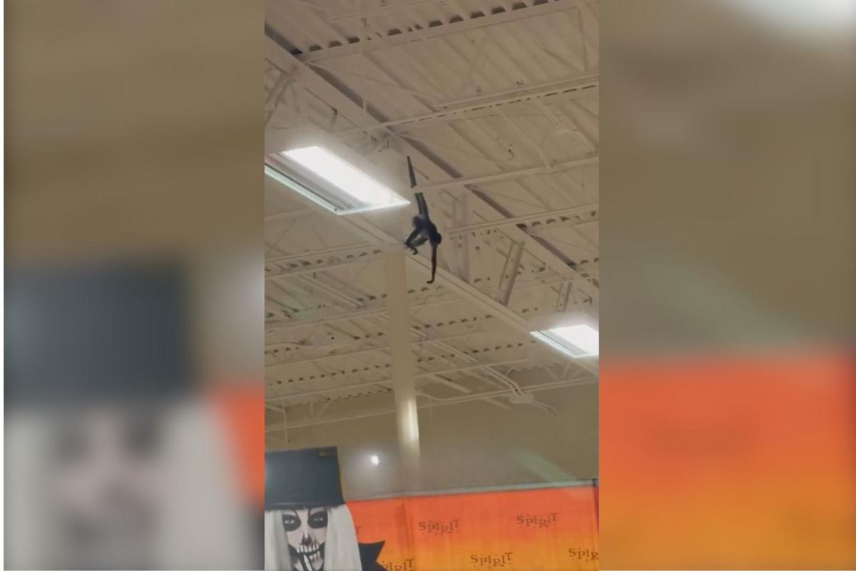 Pet Monkey Swings from Rafters in Plano Spirit Halloween
