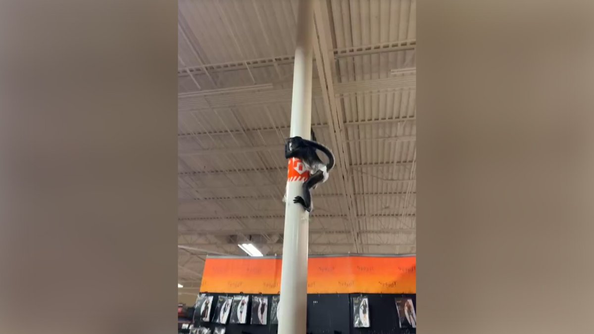 Monkey on the loose at Plano Spirit Halloween store – NBC 5 Dallas-Fort Worth