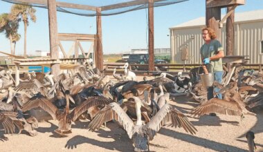 ARK continues treating birds injured in hailstorm