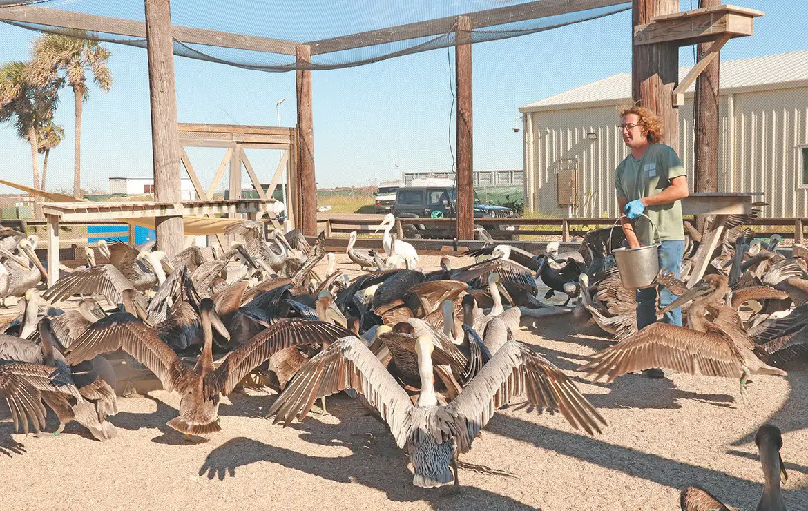ARK continues treating birds injured in hailstorm