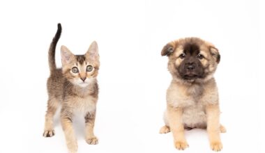 Fur Friday forecast: Snuggle season has started at the Humane Society of North Texas