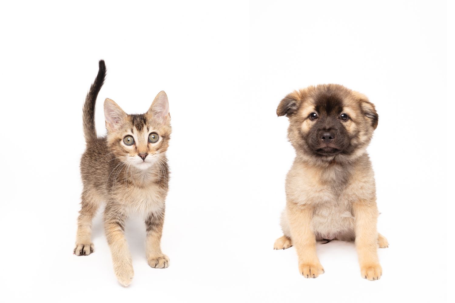 Fur Friday forecast: Snuggle season has started at the Humane Society of North Texas