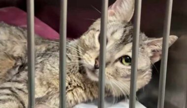 San Antonio Pets Alive! warns of unauthorized GoFundMe page, calls it ‘misleading’