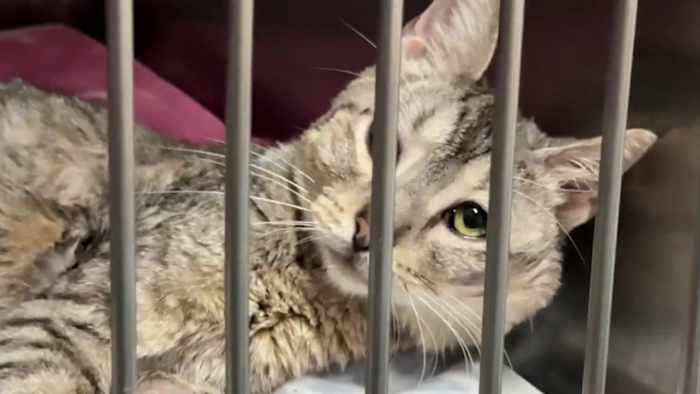 San Antonio Pets Alive! warns of unauthorized GoFundMe page, calls it ‘misleading’