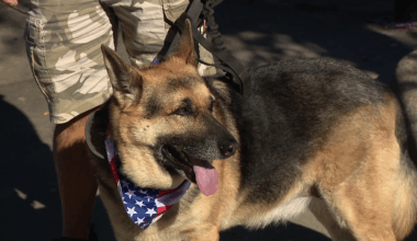 Rescue group pairing rescued German Shepherds with veterans in need of companionship, support
