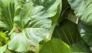 Houston neighborhood redefining 'growing local' by growing fresh and healthy produce