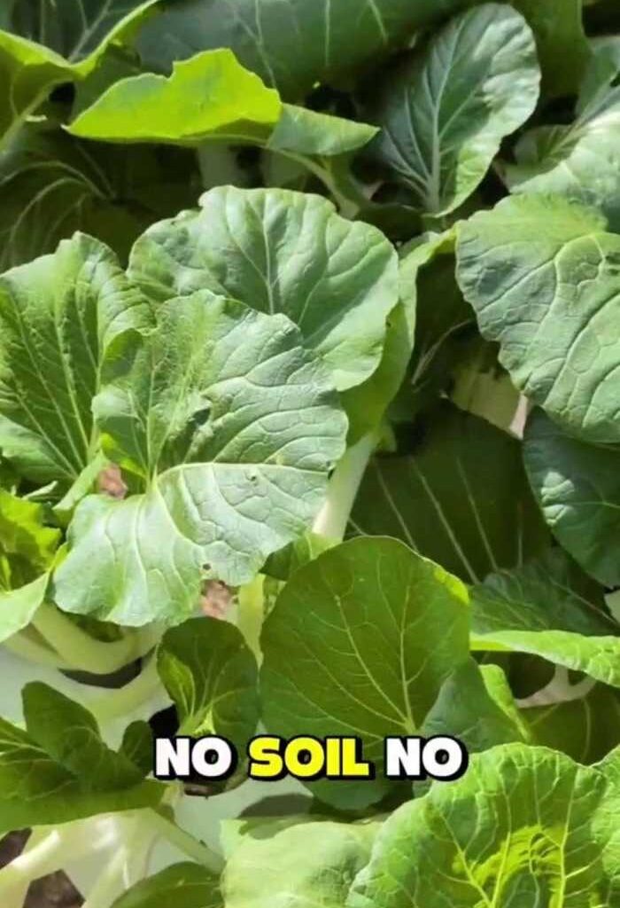 Houston neighborhood redefining 'growing local' by growing fresh and healthy produce