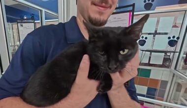 The cat looking for a forever home