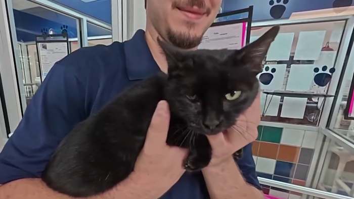 The cat looking for a forever home