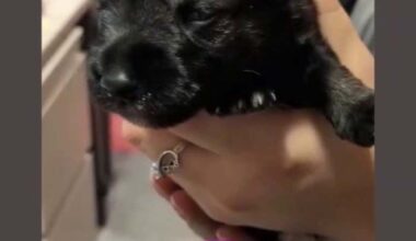 Houston animal rescue asks for temporary Thanksgiving fosters to help ease overcrowding