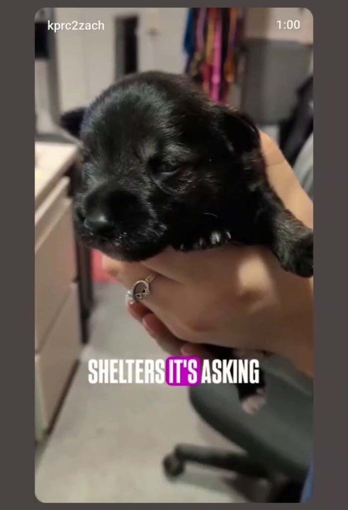 Houston animal rescue asks for temporary Thanksgiving fosters to help ease overcrowding