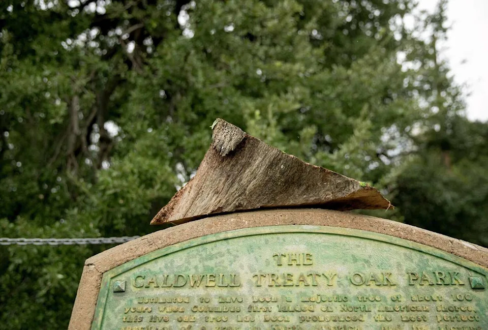 The historical marker of the Treaty Oak in Austin, Texas, a more than 500-year-old tree that was poisoned in 1989. (Jay Janner/Statesman.com)