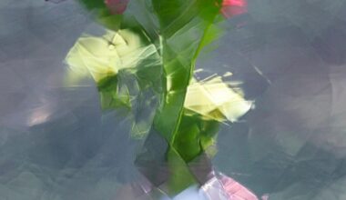 “Bending Light” exhibition illuminates hidden beauty in nature at Women’s Institute of Houston | The Arts