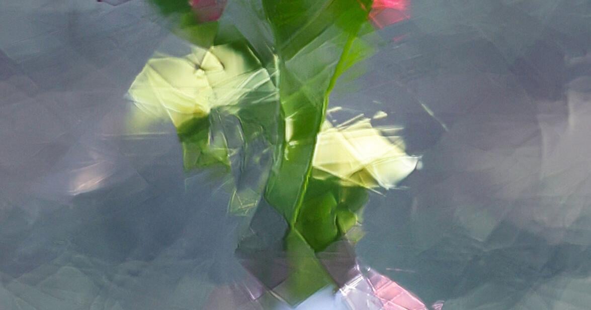 “Bending Light” exhibition illuminates hidden beauty in nature at Women’s Institute of Houston | The Arts