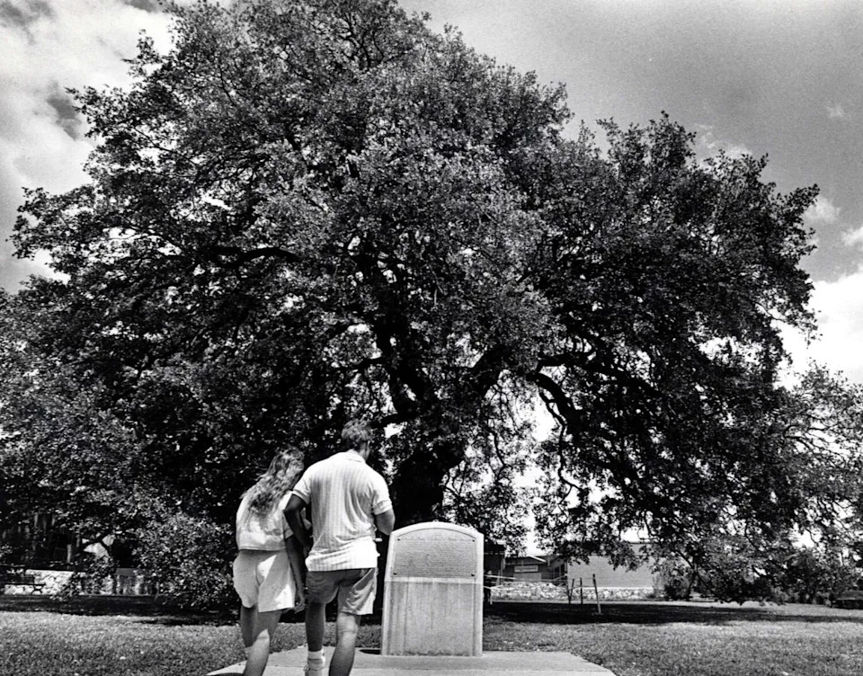 Folks pay respects to the Treaty Oak in Austin, Texas, after it had been poisoned in summer 1989. (File photo)