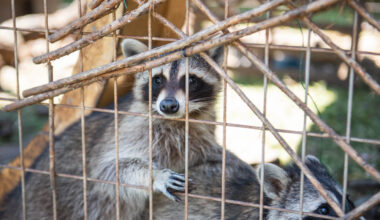 North Texas Wildlife Center racoon. Photography by Lauren Allen