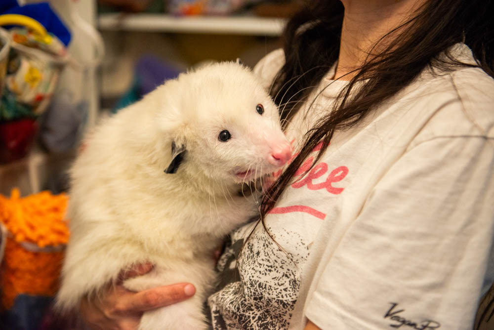 Opossum at the North Texas Wildlife Center. Photography by Lauren Allen.