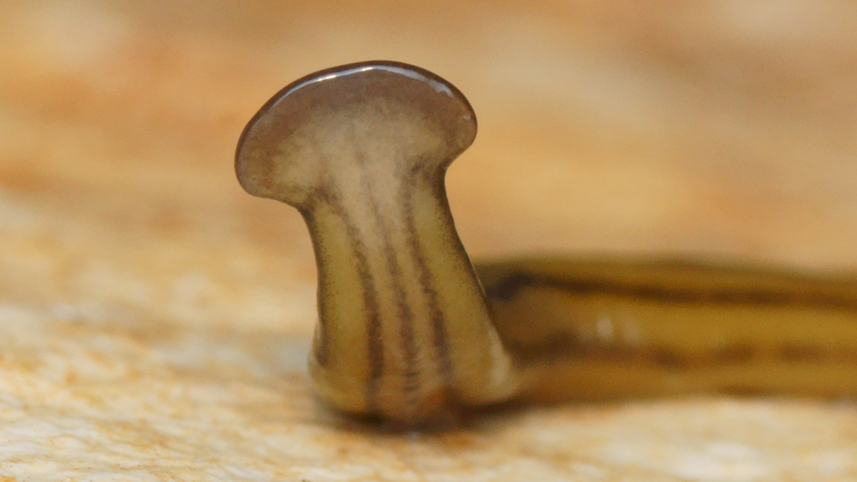 Toxic 'Hammerhead Worm' Is Invading Texas, Triggering Warnings : ScienceAlert