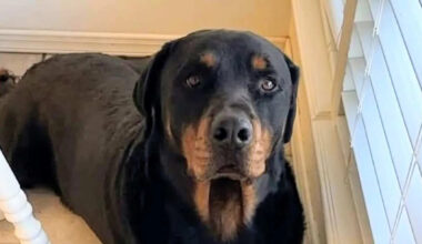 Dog shot and killed by Border Patrol agent during home search