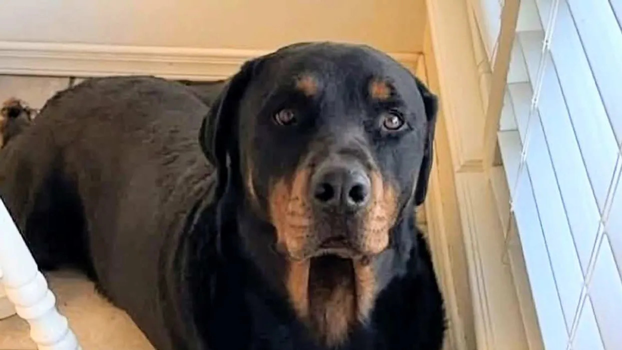 Dog shot and killed by Border Patrol agent during home search