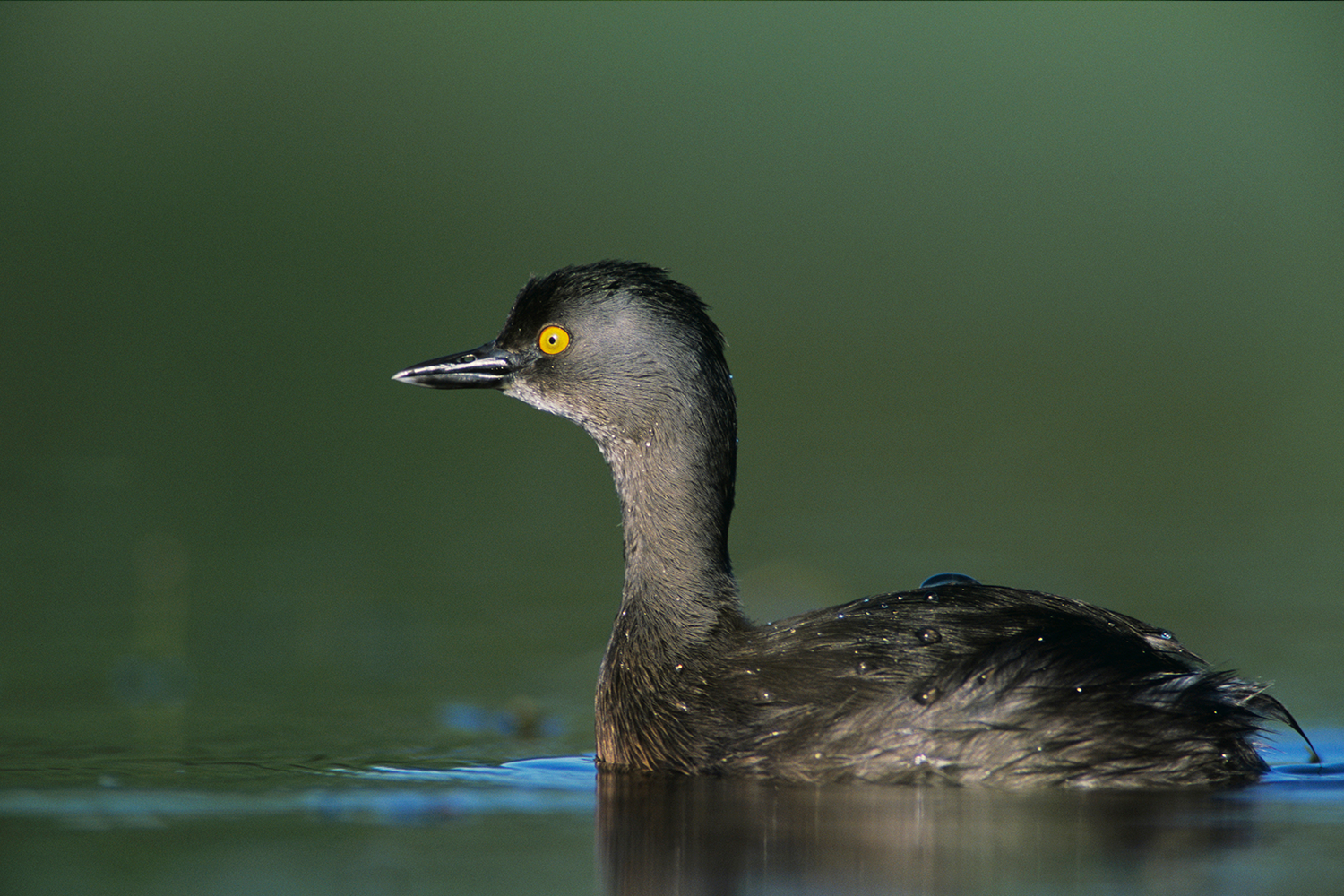 A least grebe