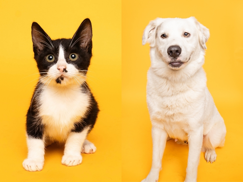 Fur Friday: Suki and Adohi are ready to make your North Texas house a home