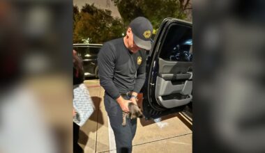 Plano Firefighters Save Kitten Trapped In Truck Dashboard