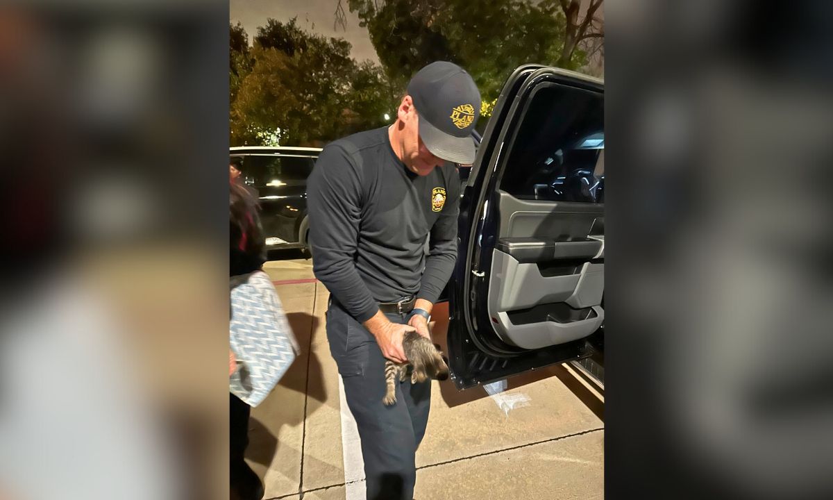 Plano Firefighters Save Kitten Trapped In Truck Dashboard