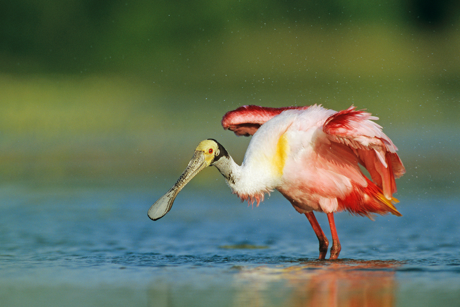 A roseate spoonbill