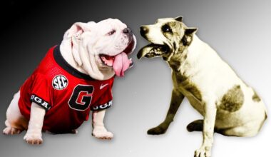 SEC Connections: Georgia - UT Austin News