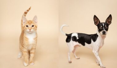 Fur Friday: Humane Society of North Texas friends Gideon and Wally bring big personalities to the party