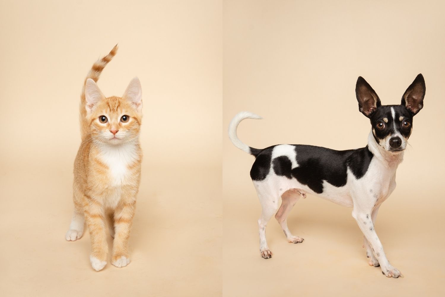 Fur Friday: Humane Society of North Texas friends Gideon and Wally bring big personalities to the party